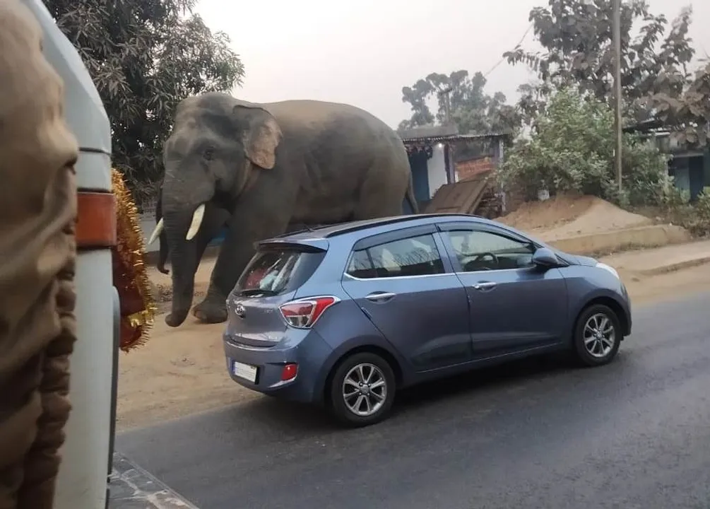  ୧୬ ନମ୍ବର ଜାତୀୟ ରାଜପଥରେ ଘଣ୍ଟାଏ ହାତୀ ବୁଲିଲେ, ଲୋକେ ଭୟଭୀତ