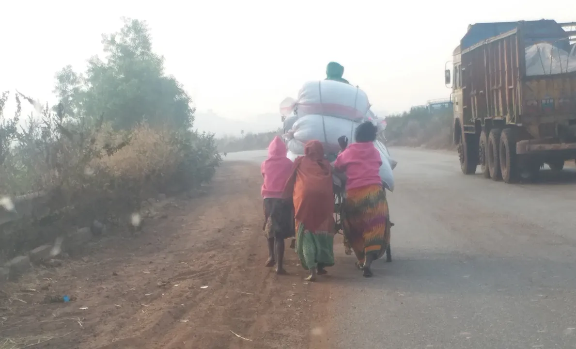  ଯାଜପୁର : ଖଳାରୁ ଗଲା ଧାନ, ମଣ୍ଡିରେ ନାହିଁ
