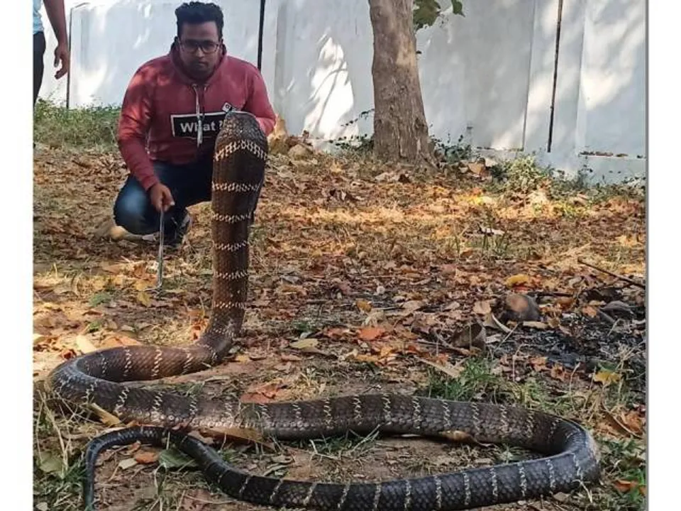  ୧୦ ଫୁଟିଆ ଅହିରାଜ ଉଦ୍ଧାର