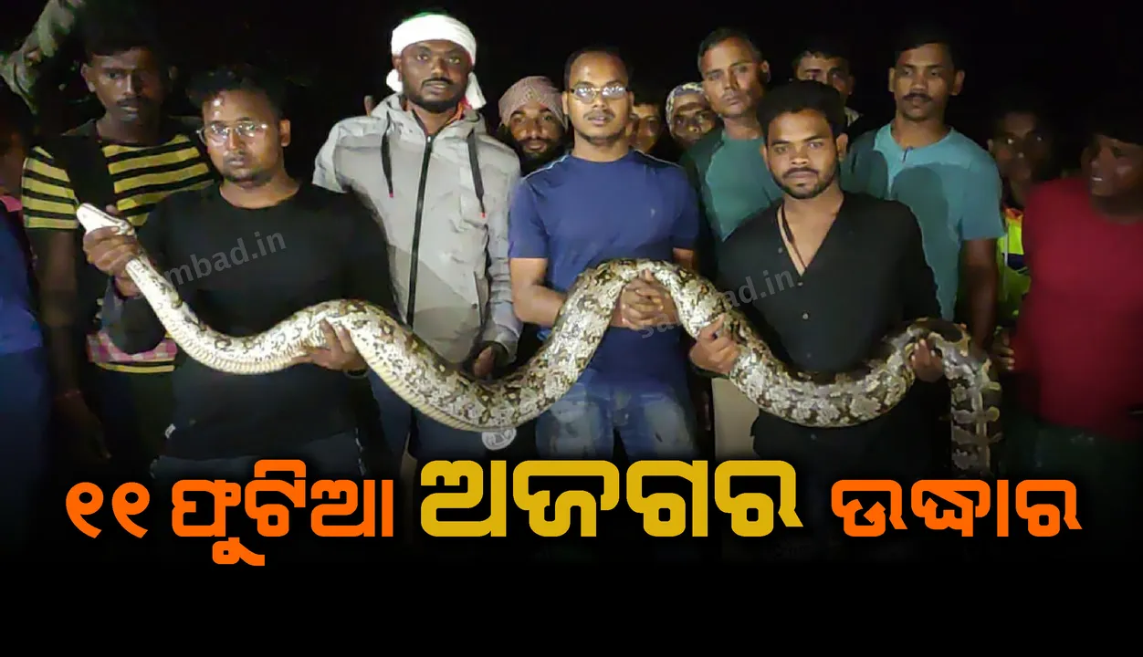  ତିନି ଘଣ୍ଟାର ପରିଶ୍ରମ ପରେ ଜେସିବି ଇଞ୍ଜିନରୁ ଉଦ୍ଧାର ହେଲା ୧୧ ଫୁଟିଆ ଅଜଗର