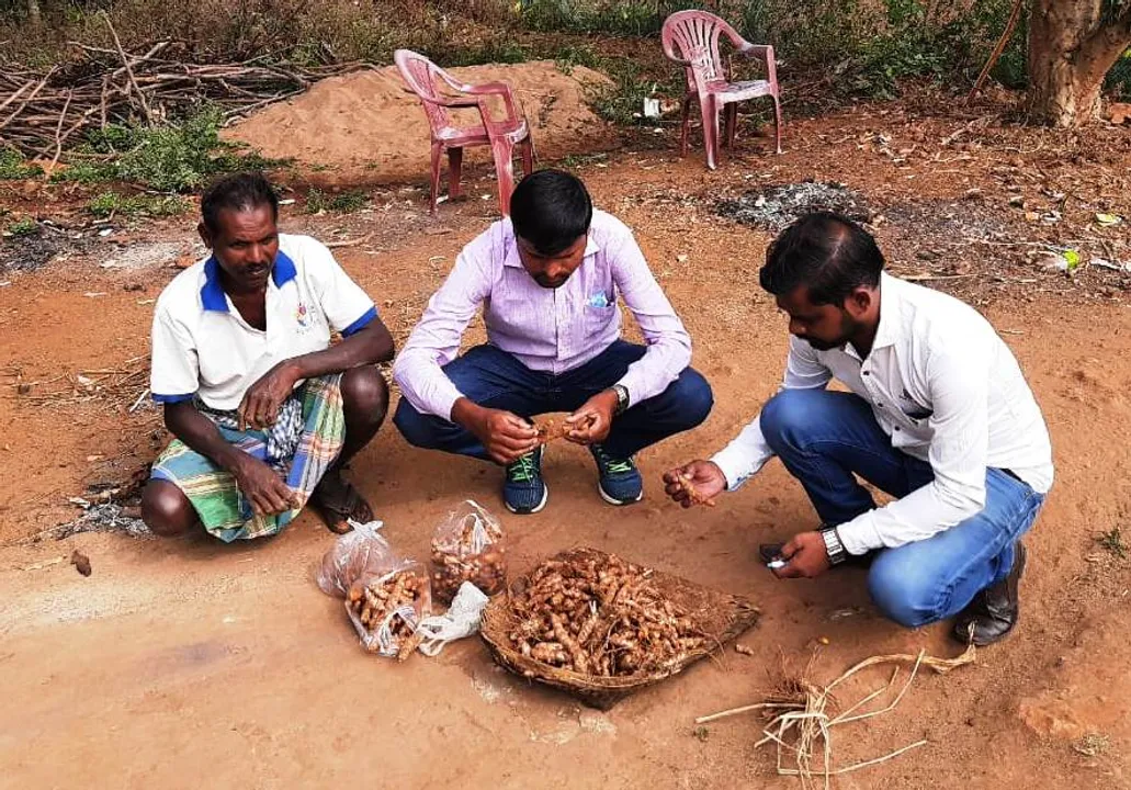  କାଶୀପୁର ହଳଦୀ ଯିବ ଦିଲ୍ଲୀ; ଜୈବିକ ପଦ୍ଧତିରେ ହୋଇଛି ଚାଷ, ବଢ଼ୁଛି ଚାହିଦା
