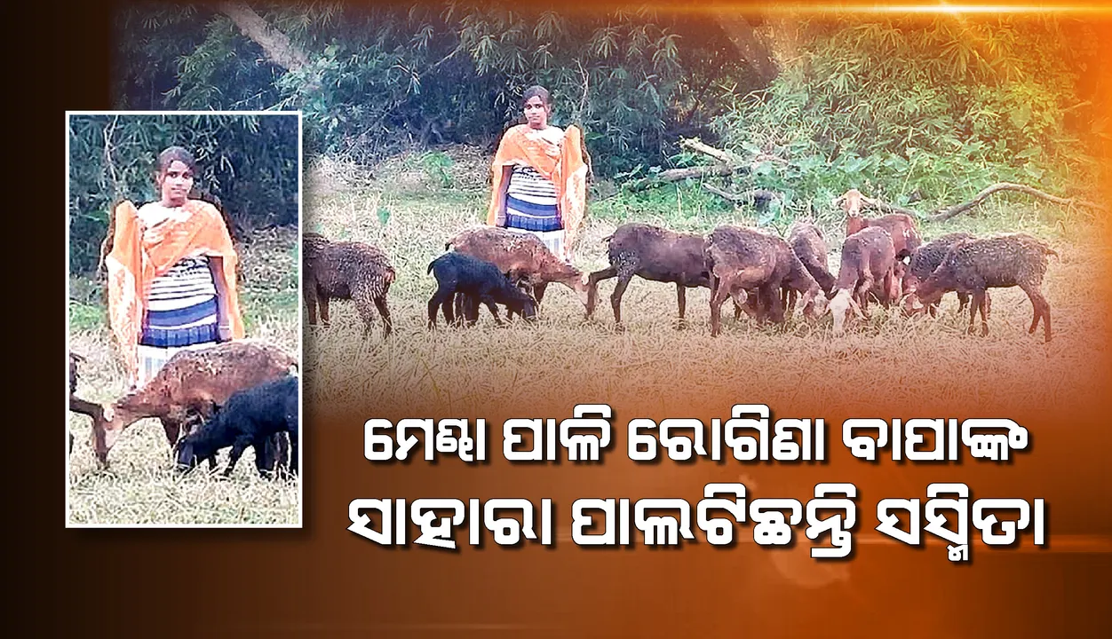  ସୁନା ଝିଅ ସସ୍ମିତା : ମେଣ୍ଢା ପାଳି ରୋଗିଣା ବାପାଙ୍କ ସାହାରା ପାଲଟିଛି