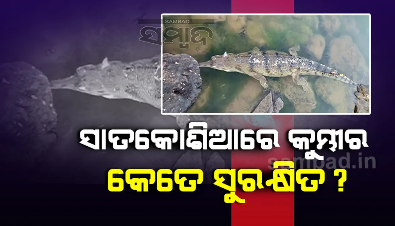  ସଂକଟରେ କୁମ୍ଭୀର ବଂଶ ବୃଦ୍ଧି ଯୋଜନା! ସାତକୋଶିଆ ମହାନଦୀରେ ଘାତକ ହୋଇଛି ସ୍ୱଜାତି କୁମ୍ଭୀର