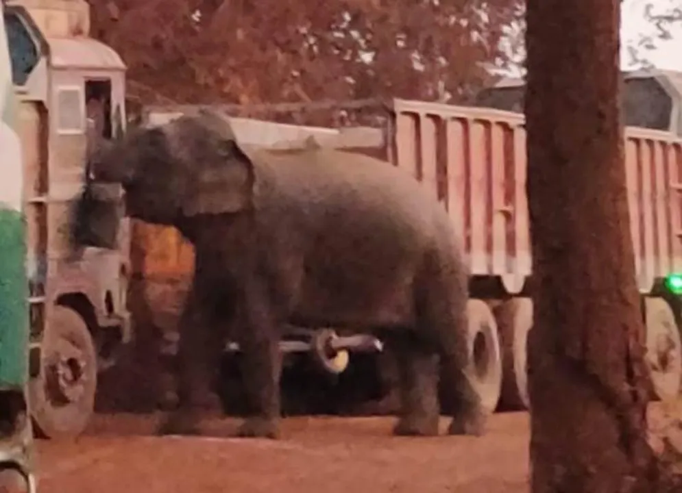  ରାଜ ରାସ୍ତାରେ ଗଜରାଜ; ଗାଡି ଅଟକାଇ ଶୁଣ୍ଢରେ ମାଗୁଛି ଖାଦ୍ୟ