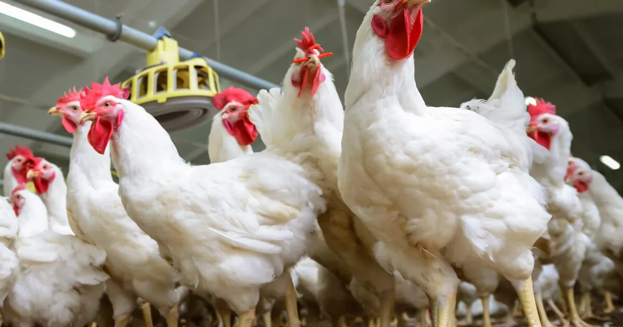  The Poultry Site 