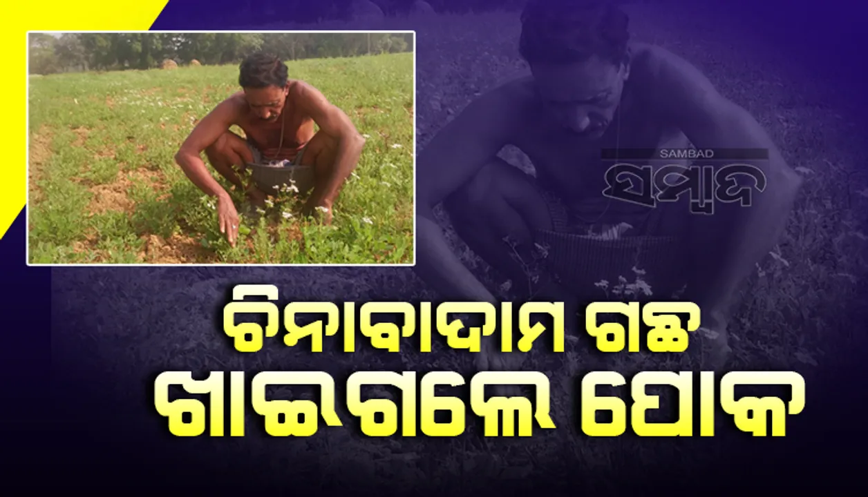  କାମ କରୁନି କୀଟନାଶକ! ଚିନାବାଦାମ ଗଛ ଖାଇଯାଉଛନ୍ତି ପୋକ, ଚିନ୍ତାରେ ଚାଷୀ
