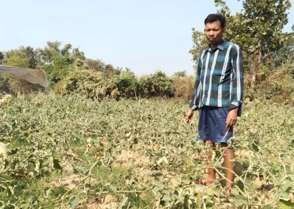  ବଣମଇଁଷି ଗାଁ ମୁହାଁ; ବ୍ୟାପକ ଫସଲ ନଷ୍ଟ