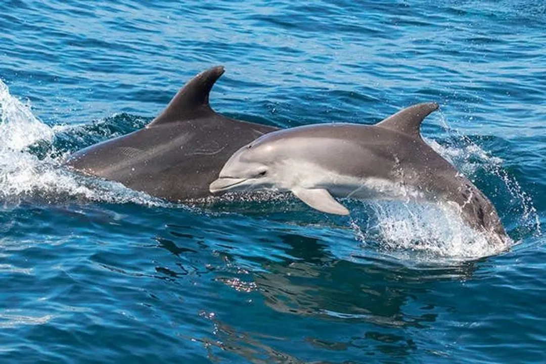  Captain Dave's Dolphin Safari 