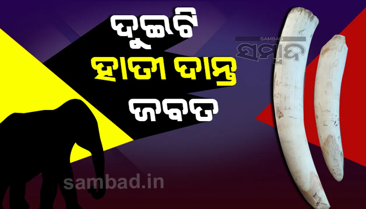  ହାତୀ ଦାନ୍ତ ଚାଲାଣ ପାଇଁ ଚାଲିଥିଲା ଯୋଜନା: ଏସ୍‌ଟିଏଫ୍‌ର ଚଢ଼ାଉ, ୨ ଅଭିଯୁକ୍ତ ଗିରଫ