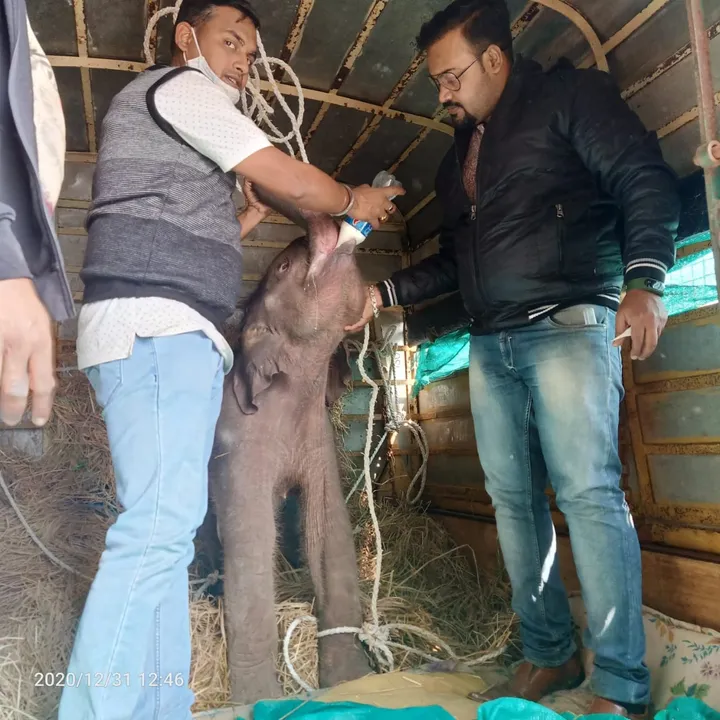 ଛୁଆ ହାତୀ ଗଲା କପିଳାସ ଚିଡ଼ିଆଖାନା