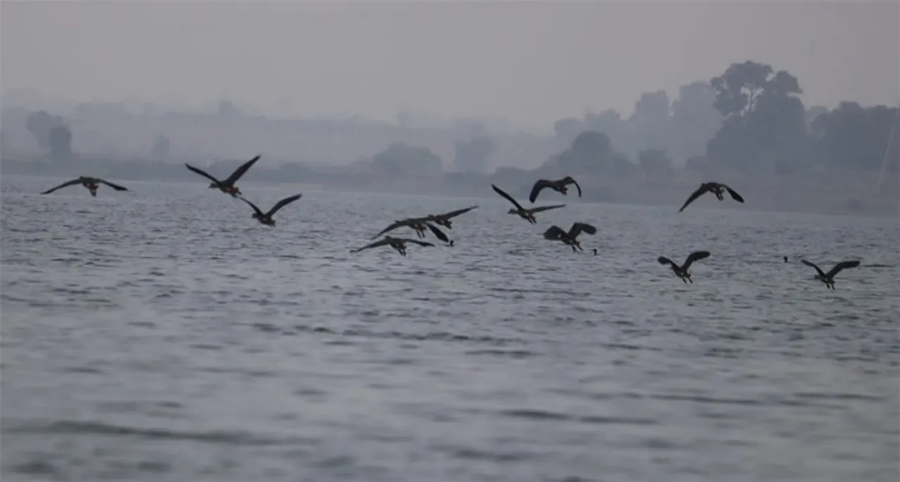  ହୀରାକୁଦ ଜଳଭଣ୍ଡାର ପାର୍ଶ୍ବରେ ପକ୍ଷୀ ଗଣନା