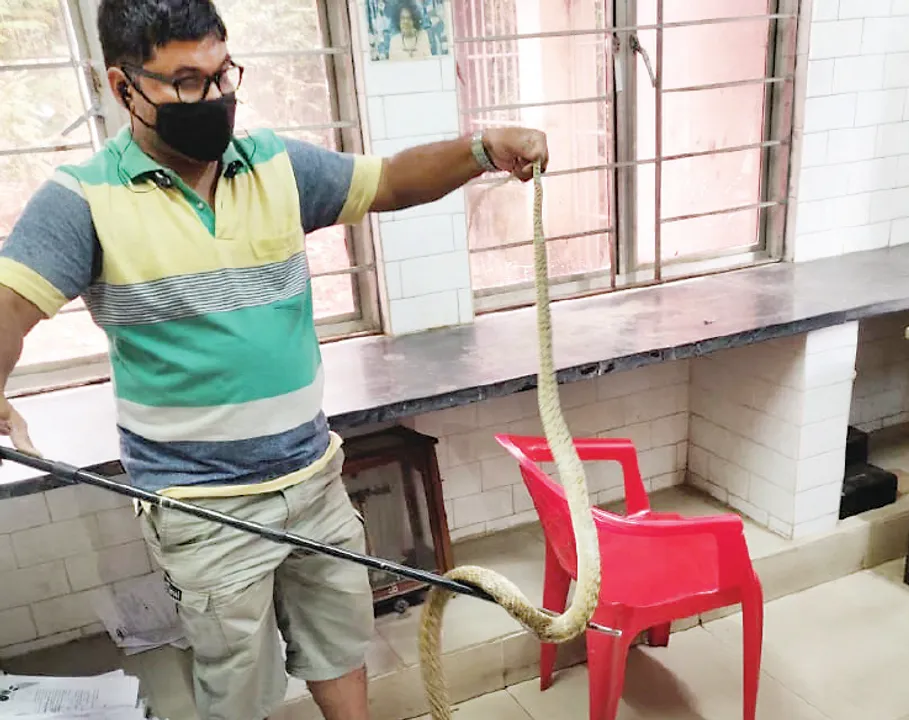  କ୍ୟାପିଟାଲ ହସ୍ପିଟାଲ ବ୍ଲଡ୍‌ବ୍ୟାଙ୍କରେ ସାପ