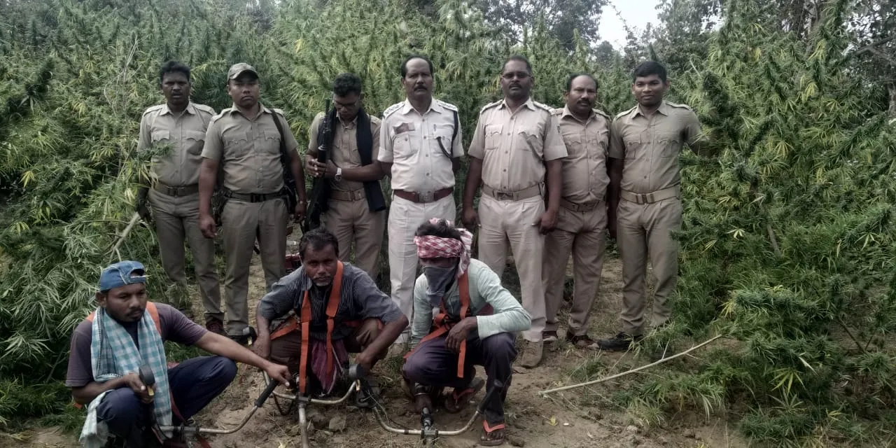  କଣ୍ଟାମାଳ : ୩ କୋଟି ୬୦ ଲକ୍ଷ ଟଙ୍କାର ଗଞ୍ଜେଇ ଗଛ ନଷ୍ଟ