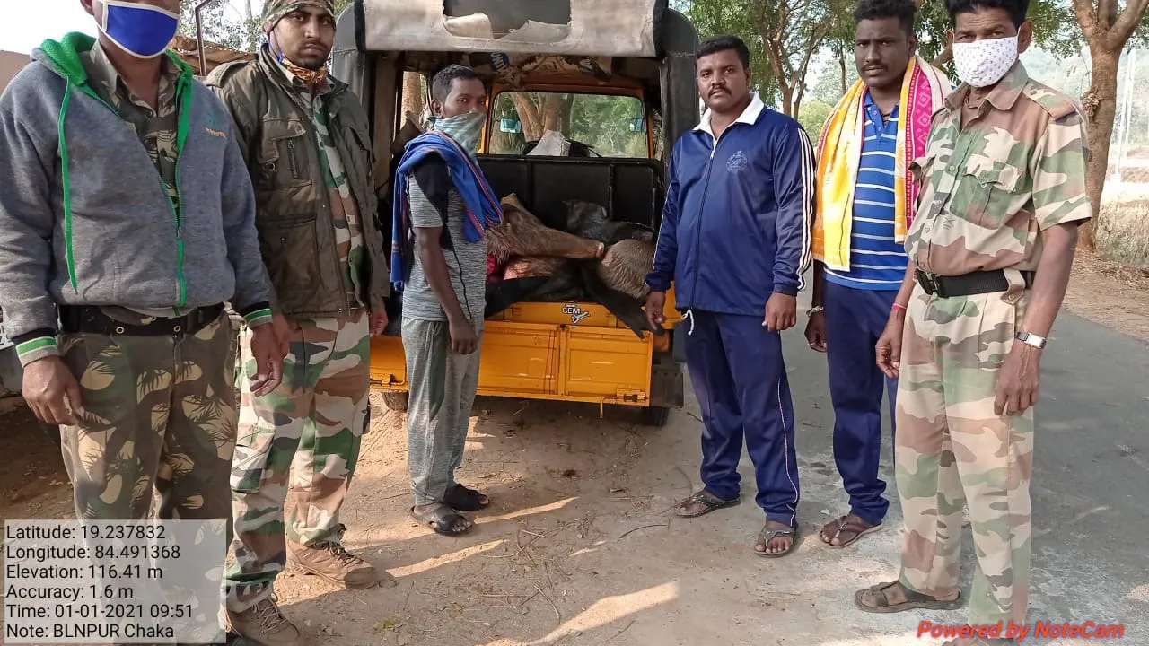  ଅଟୋରୁ ୧୭୫ କେଜି ସମ୍ବର ମାଂସ ଜବତ, ଜଣେ ଗିରଫ