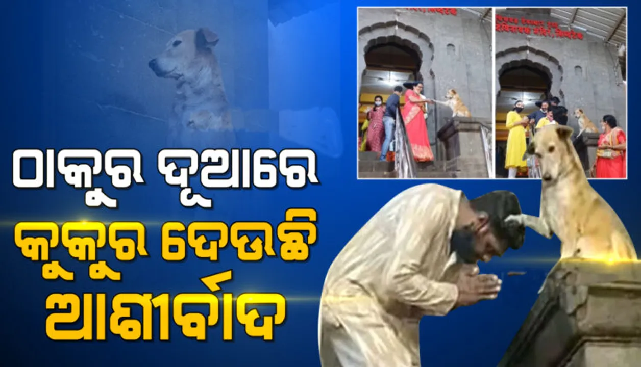  ମନ୍ଦିର ଦୂଆରେ ଭକ୍ତଙ୍କୁ କୁକୁର ଦେଉଛି ଆଶୀର୍ବାଦ ! ଭାଇରାଲ ହେଉଛି କୁକୁରର ଭିଡିଓ
