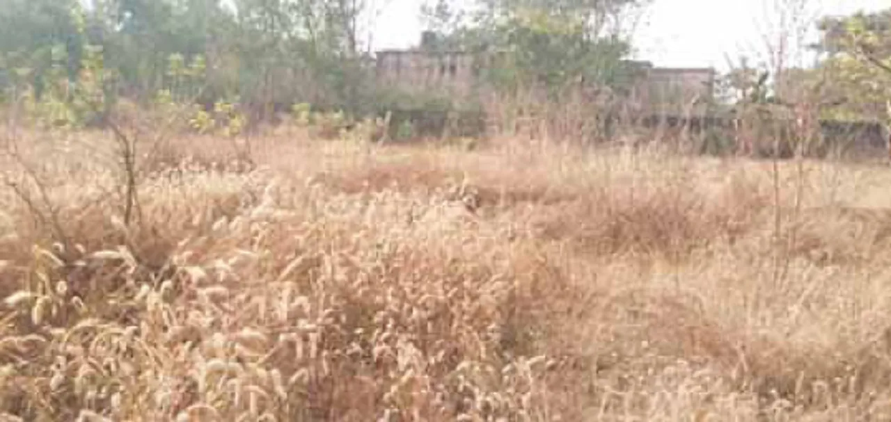  ବନବିଭାଗ କଟକ ଡିଭିଜନ୍‌ରେ ଦୁର୍ନୀତି : ଖାତାରେ ଲାଗିଛି, କ୍ଷେତରେ ନାହିଁ