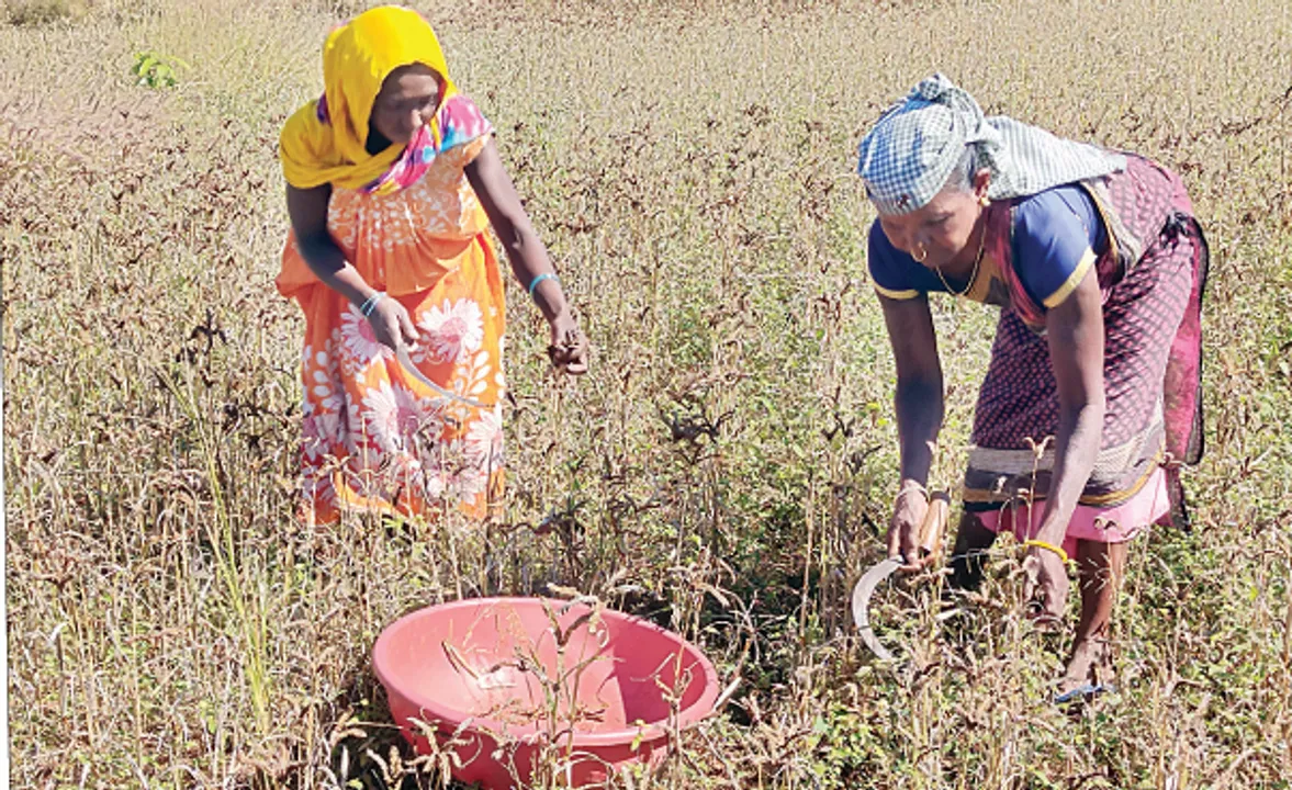  ଟାର୍ଗେଟ ଦେଇ ପୁଣି ନେଇଗଲେ, ଗୋଦାମରେ ପଡିଛି ୪୪୭ ଚାଷୀଙ୍କ ୩୯୭୨ କୁଇଣ୍ଟାଲ ମାଣ୍ଡିଆ