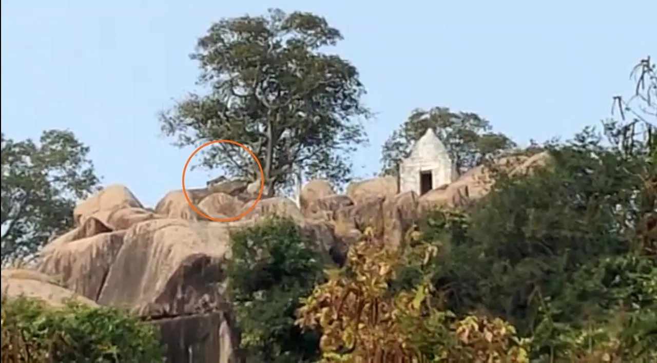  ନୂଆପଡ଼ା ହଳଦୀ ଜଙ୍ଗଲରେ ପୁଣି ୩ କଲରାପତରିଆ ବାଘ