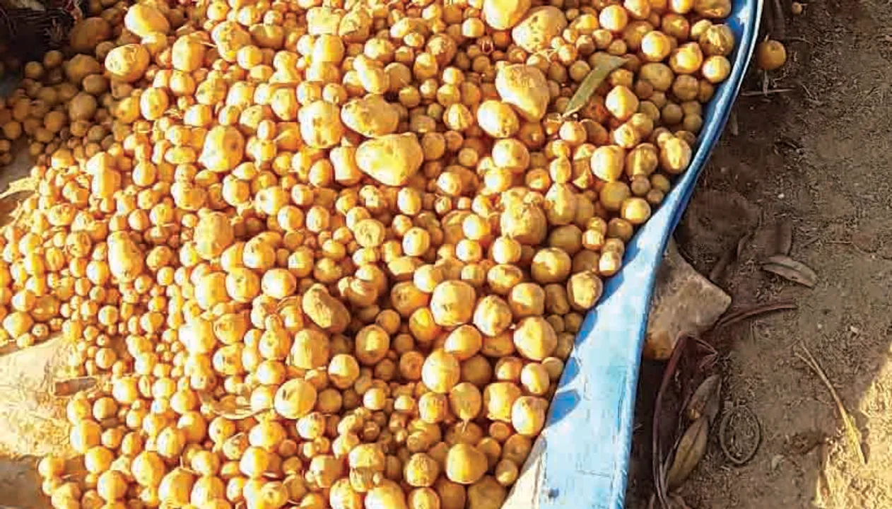  କନ୍ଧମାଳ : ବଢ଼ୁଛି ଟିକି ଗୁଳି ଆଳୁର ଚାହିଦା, କମୁଛି ଉତ୍ପାଦନ
