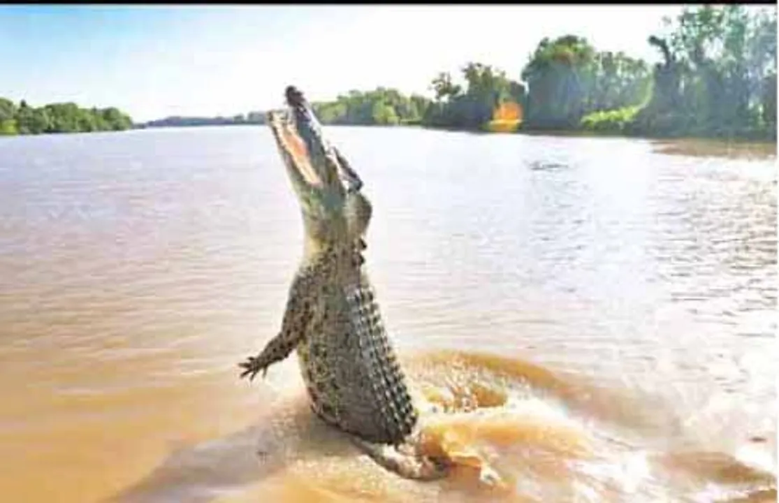 ଭିତରକନିକାରେ ୧୬ ଧଳା କୁମ୍ଭୀର
