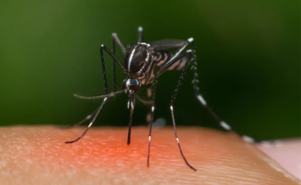  photo-mosquito magnet 