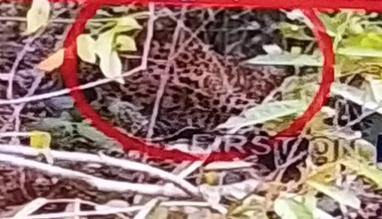  ବାର୍‌ହା ଫାଶରେ କଲରାପତରିଆ, ୬ ଘଣ୍ଟା ପରେ ଆଖିବୁଜିଲା