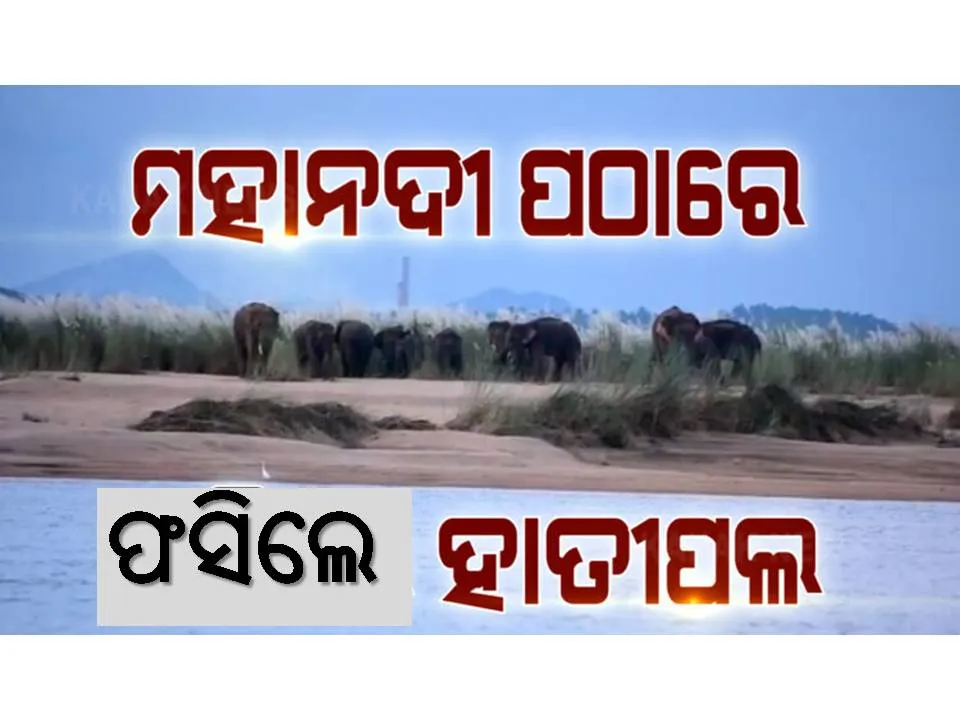  ଆଠଗଡ଼ ସଂରକ୍ଷିତ ଜଙ୍ଗଲରୁ ‌ଚନ୍ଦକା ଅଭୟାରଣ୍ୟ ଫେରୁଥିବା ବେଳେ ମହାନୀଦରେ ଫସିଲେ ହାତୀପଲ