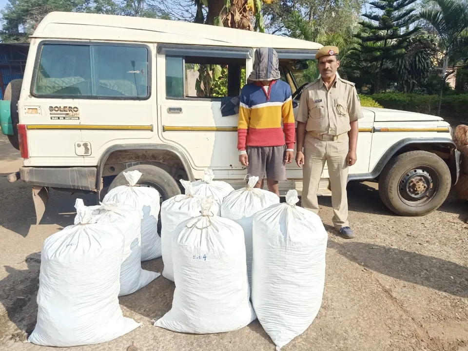  ବୋଲେରୋରୁ ୨୨୯ କିଲୋଗ୍ରାମ୍ ଗଞ୍ଜେଇ ଜବତ, ଜଣେ ଗିରଫ