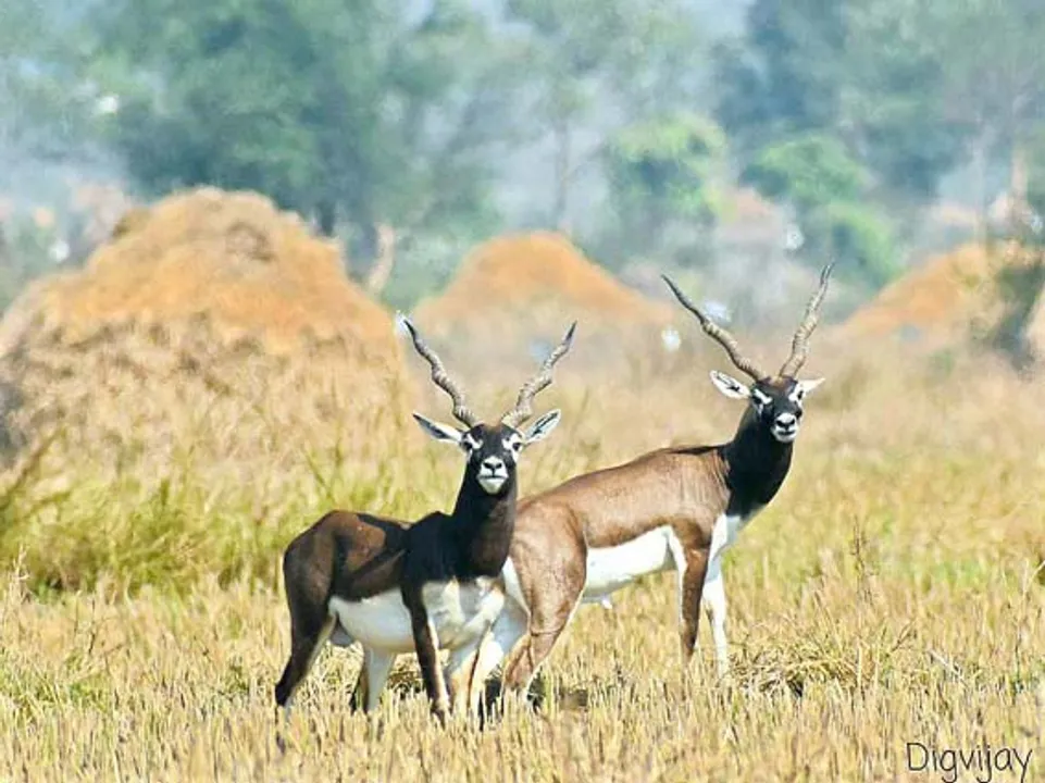  ଗଞ୍ଜାମ ଜିଲ୍ଲାର ୭ ବନାଞ୍ଚଳରେ କୃଷ୍ଣସାର ଗଣନା 
