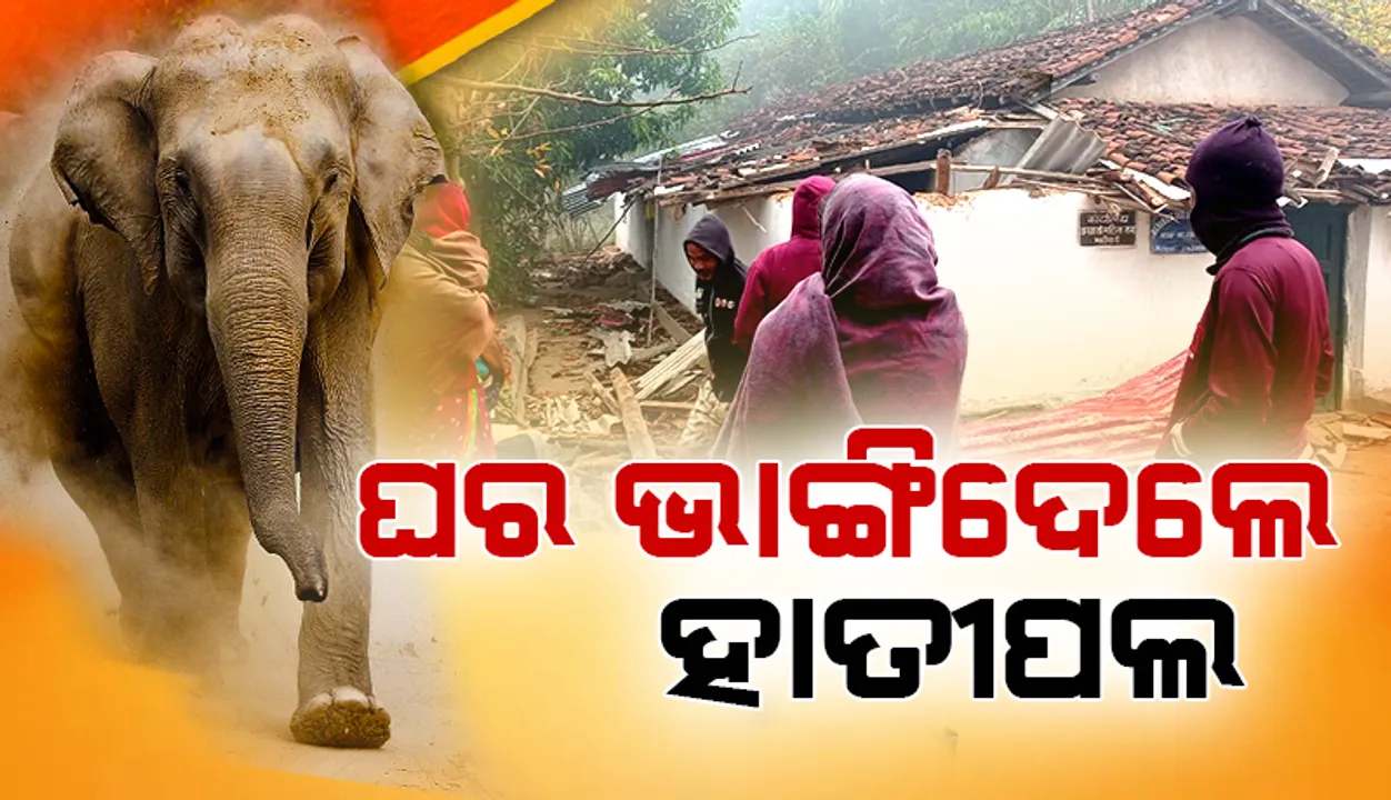  ମହୀପାଣିରେ ହାତୀପଲଙ୍କ ଉତ୍ପାତ: ଭାଙ୍ଗିଲେ ଘର, ବର୍ତ୍ତିଲେ ବସ୍ତିବାସୀ