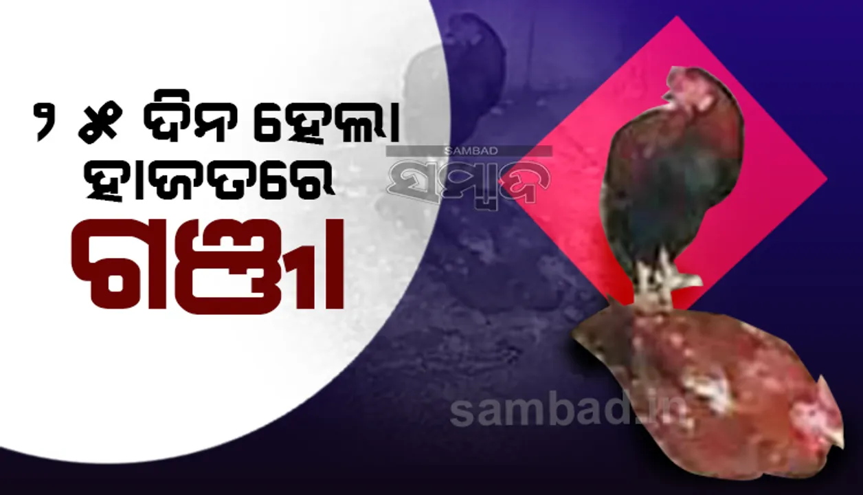  ୨୫ ଦିନ ହେଲା ହାଜତରେ ଗଞ୍ଜା