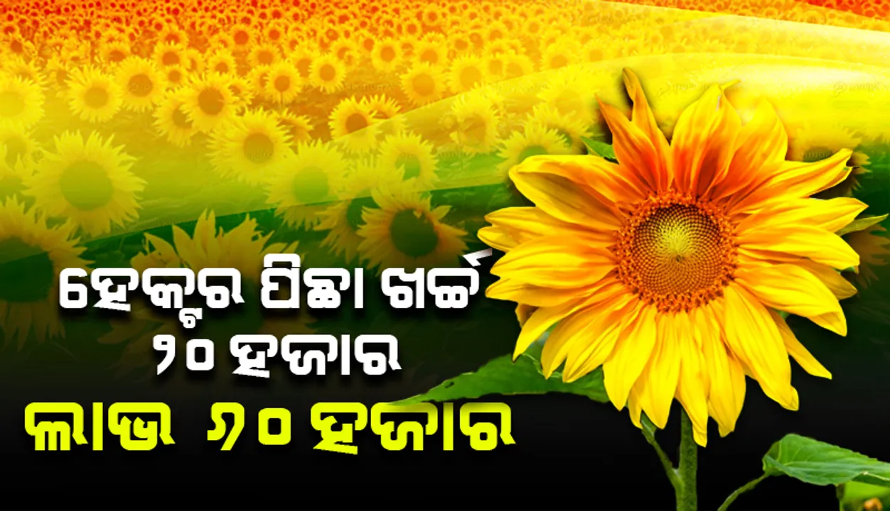  ନିୟମଗିରିରେ ହସୁଛି ସୂର୍ଯ୍ୟମୁଖୀ: ୫୦ ହେକ୍ଟର ଜମିରେ ଚାଷ କରି ସ୍ବାବଲମ୍ବୀ ହୋଇଛନ୍ତି ୫୦୦ ଚାଷୀ