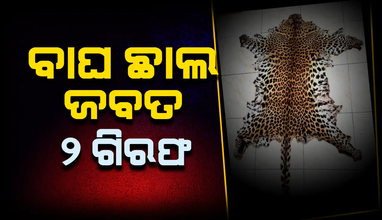  ନୂଆପଡ଼ାରୁ ପୁଣି ବାଘଛାଲ ଜବତ, ୨ ଅଭିଯୁକ୍ତ ଗିରଫ