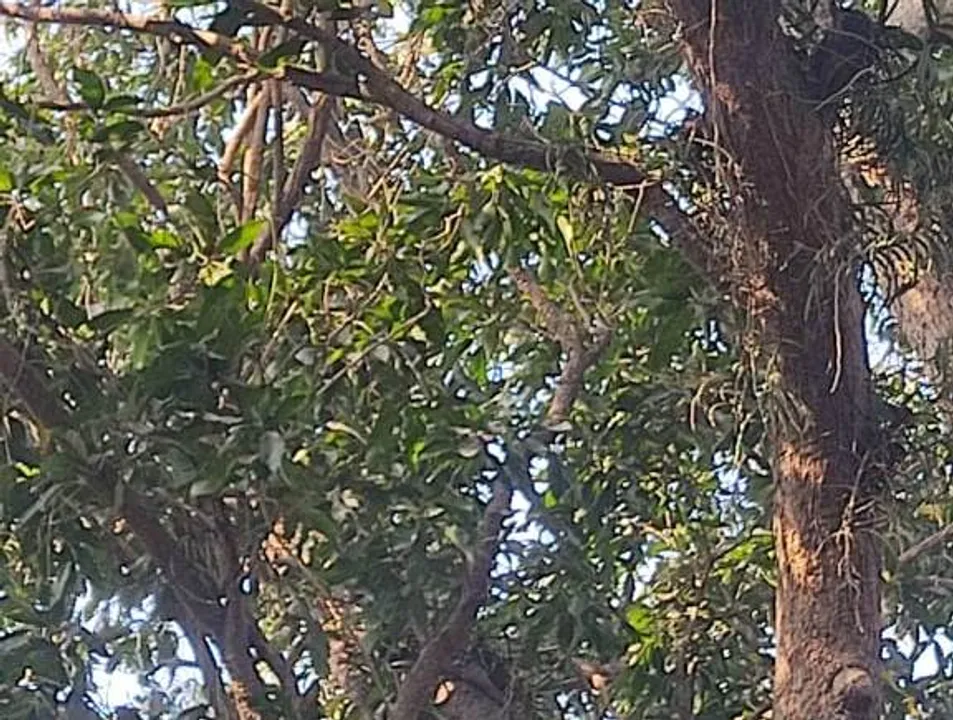  ଆମ୍ବତୋଟାରୁ ଯୁବକଙ୍କ ଝୁଲନ୍ତା ମୃତଦେହ ଉଦ୍ଧାର