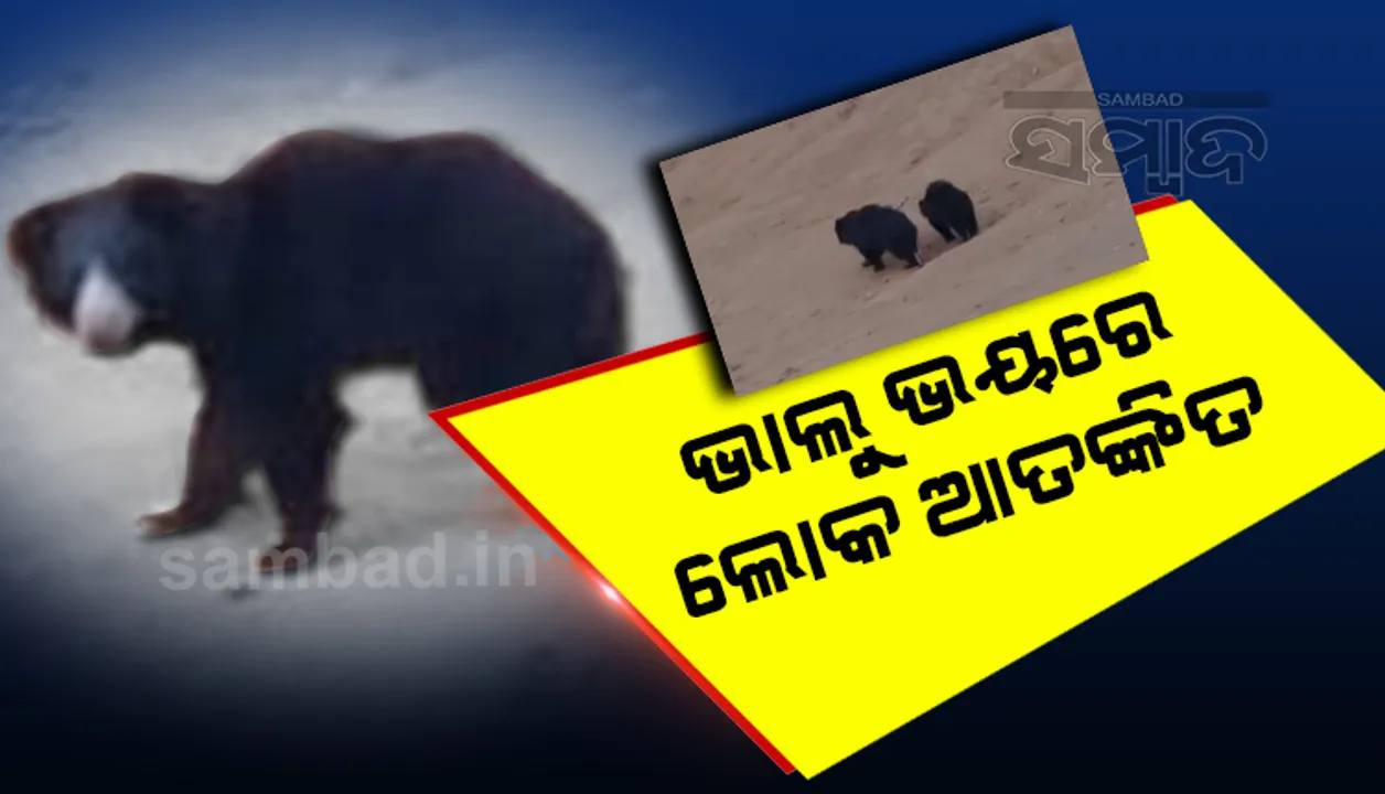 ଦିନ ଦିପହରରେ ରାସ୍ତାକଡରେ ବୁଲୁଛନ୍ତି ୪ ଭାଲୁ, ଭିଡିଓ ଭାଇରାଲ୍ 