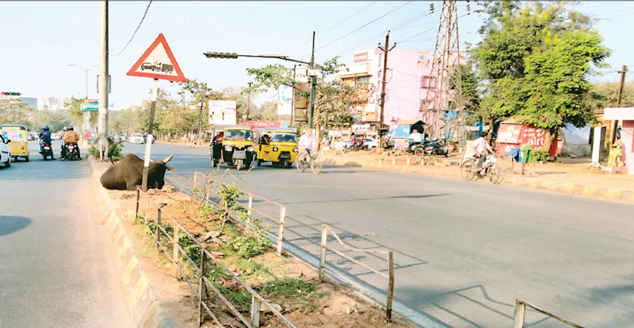  ଡିଭାଇଡର୍‌ରୁ ଗଛ ଉଭାନ୍‌: କିଛି ମରିଗଲା, କିଛି ବୁଲାଗୋରୁ ଖାଇଦେଲେ