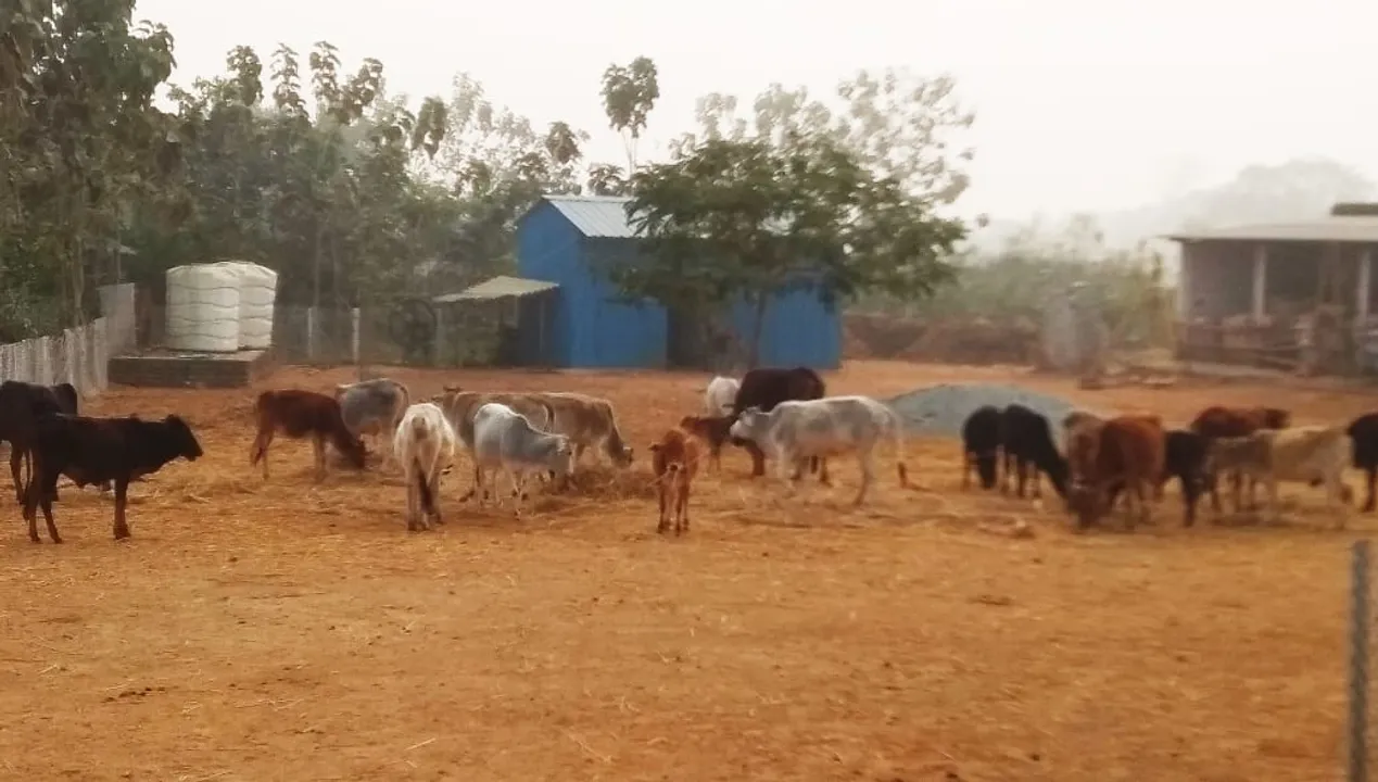  କମୁଛନ୍ତି ଗୋଧନ: ମୟୂରଭଂଜରେ ୨୦୧୨ ଥିଲେ ୮ଲକ୍ଷ ୩୧ହଜାର ୨୬୭, ୨୦୧୯ରେ ୬ଲକ୍ଷ ୭୩ହଜାର ୪୪୨