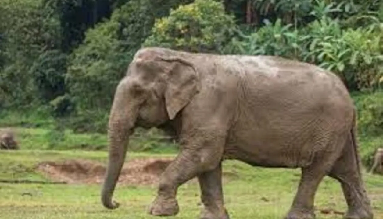  Elephant Nature Park 