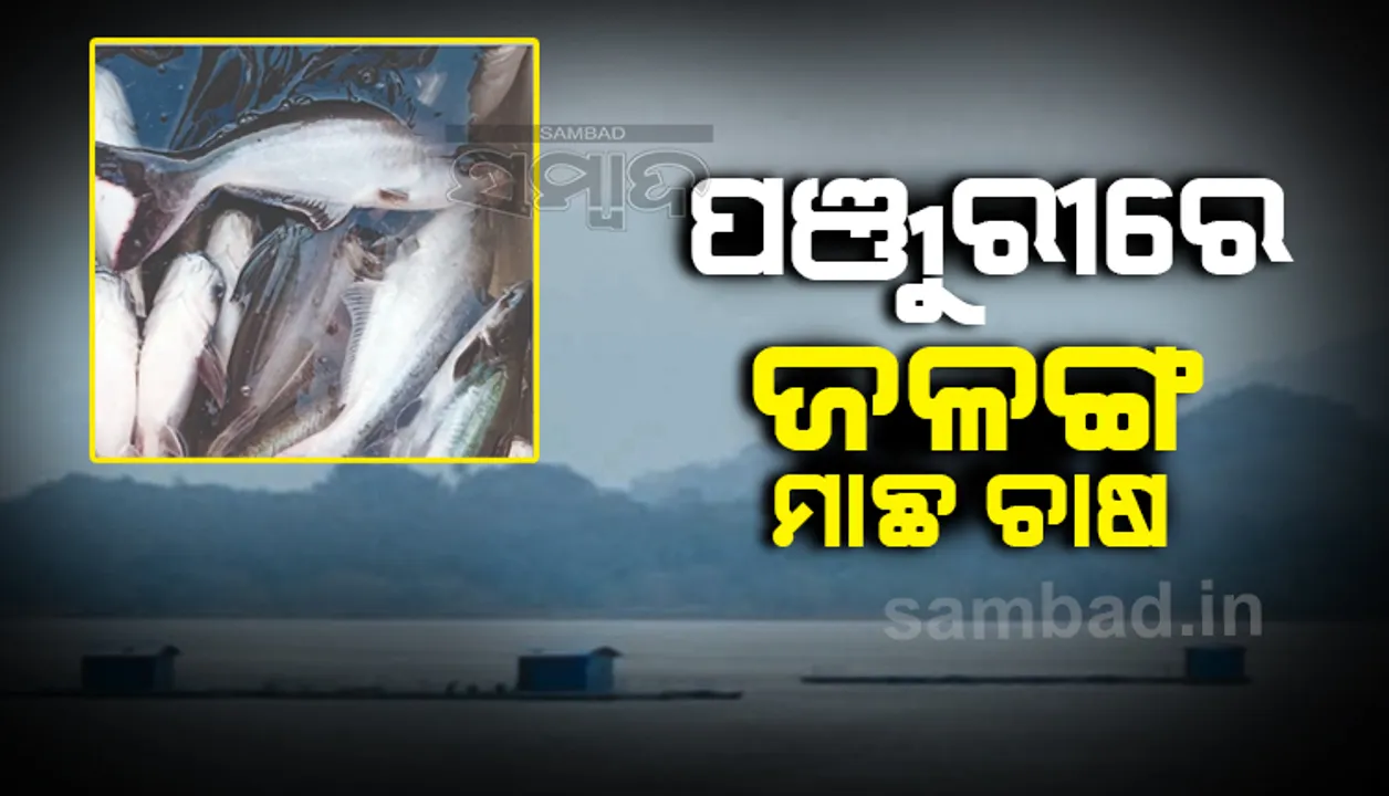  ଡ଼୍ୟାମ୍‌ ଗଣ୍ଡର ପଞ୍ଜୁରୀରେ ‘ଜଳଙ୍ଗ’ ମାଛ ଚାଷ; ଲାଭବାନ ହେଉଛନ୍ତି ମାଛ ଚାଷୀ, ସିଫ୍ରି ବୈଜ୍ଞାନିକ କରୁଛନ୍ତି ଗବେଷଣା 