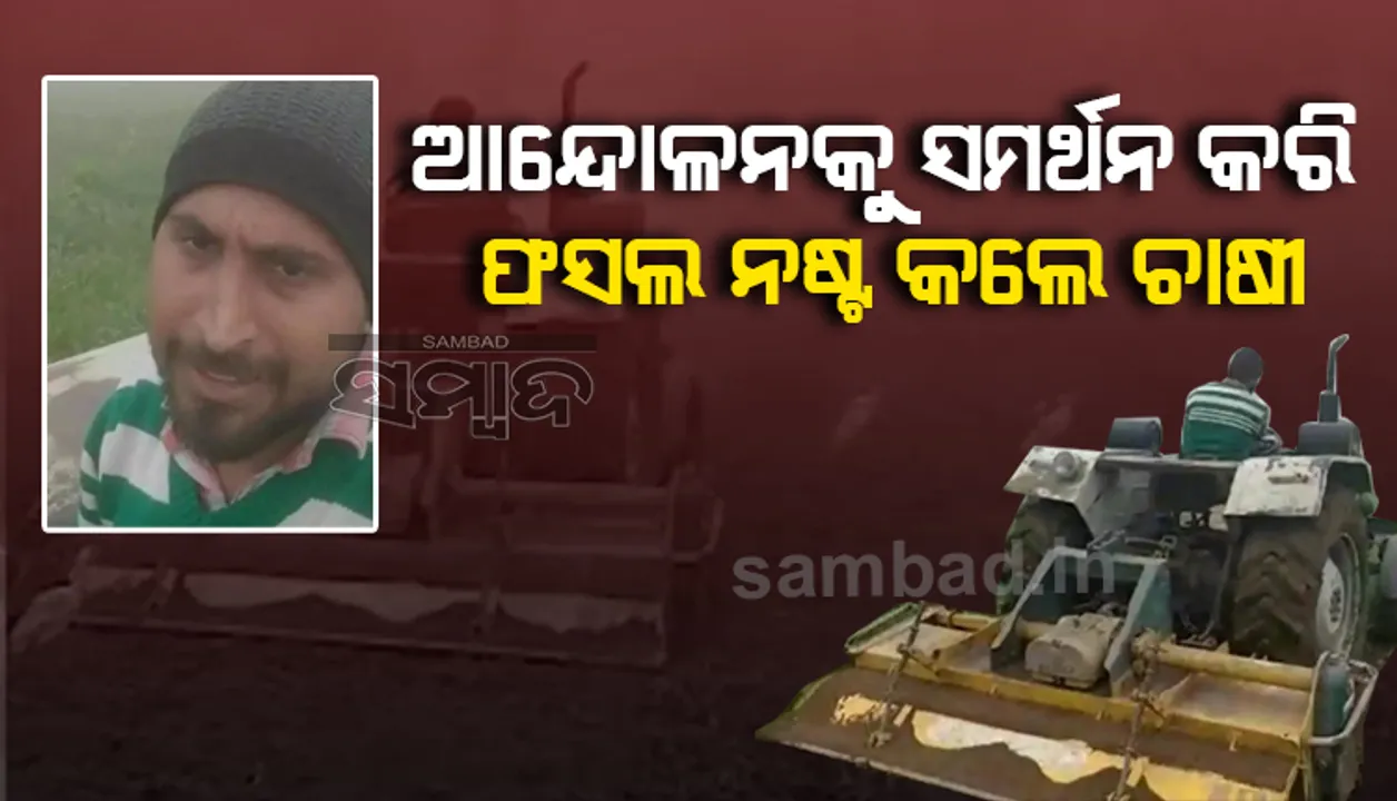  ଚାଷୀ ଆନ୍ଦୋଳନ ସମର୍ଥନରେ ଅଭିନବ ପ୍ରତିବାଦ: ଟ୍ରାକ୍ଟର ଚଢ଼ାଇ ନିଜ ଫସଲ ନଷ୍ଟ କଲେ ଚାଷୀ