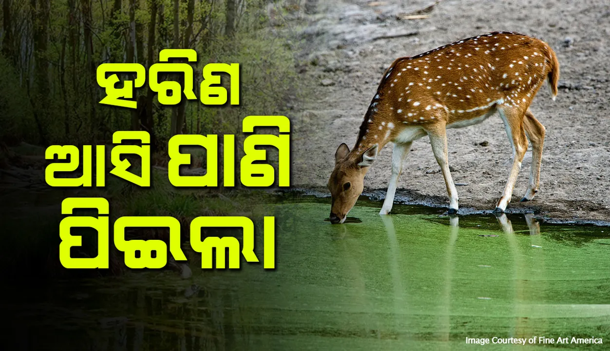  ଜଙ୍ଗଲରେ ନିଆଁ ଲାଗିବା ଓ ଜଳାଭାବର ପ୍ରଭାବ: ବେଲପାହାଡ଼ ପୌରାଞ୍ଚଳକୁ ପାଣି ପିଇବା ଉଦ୍ଦେଶ୍ୟରେ ପଶି ଆସିଲା ହରିଣ 