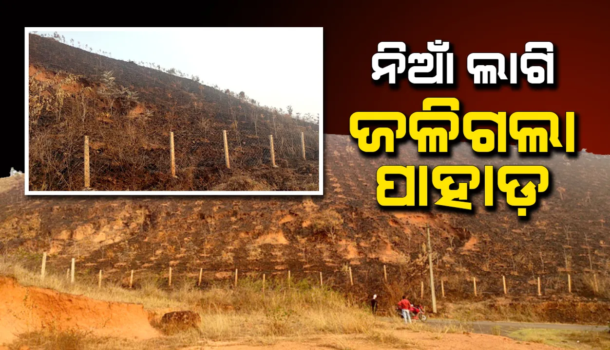  ପୋଡିଗଲା ଅଧା ପାହାଡରେ ଲାଗିଥିବା ୧୦ ହଜାରରୁ ଊର୍ଦ୍ଧ୍ବ ଗଛ