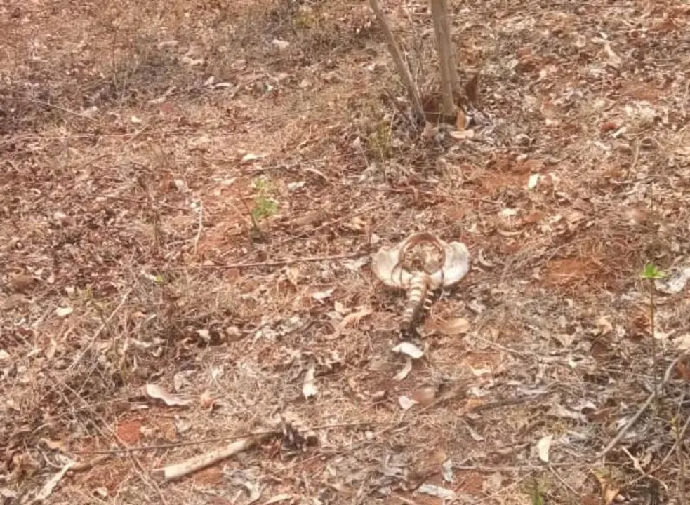  ମାନିଆ ଡଙ୍ଗରରୁ ବିକ୍ଷିପ୍ତ କଙ୍କାଳ ଉଦ୍ଧାର