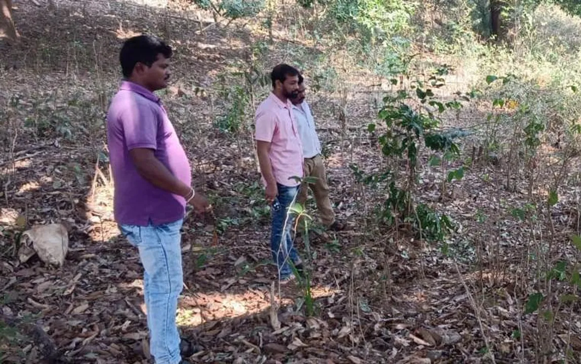  ବେଲଘରରେ ବାଘ ଆତଙ୍କ; ବଳଦକୁ ଘୋଷାଡ଼ି ନେଇ ଖାଇଲା