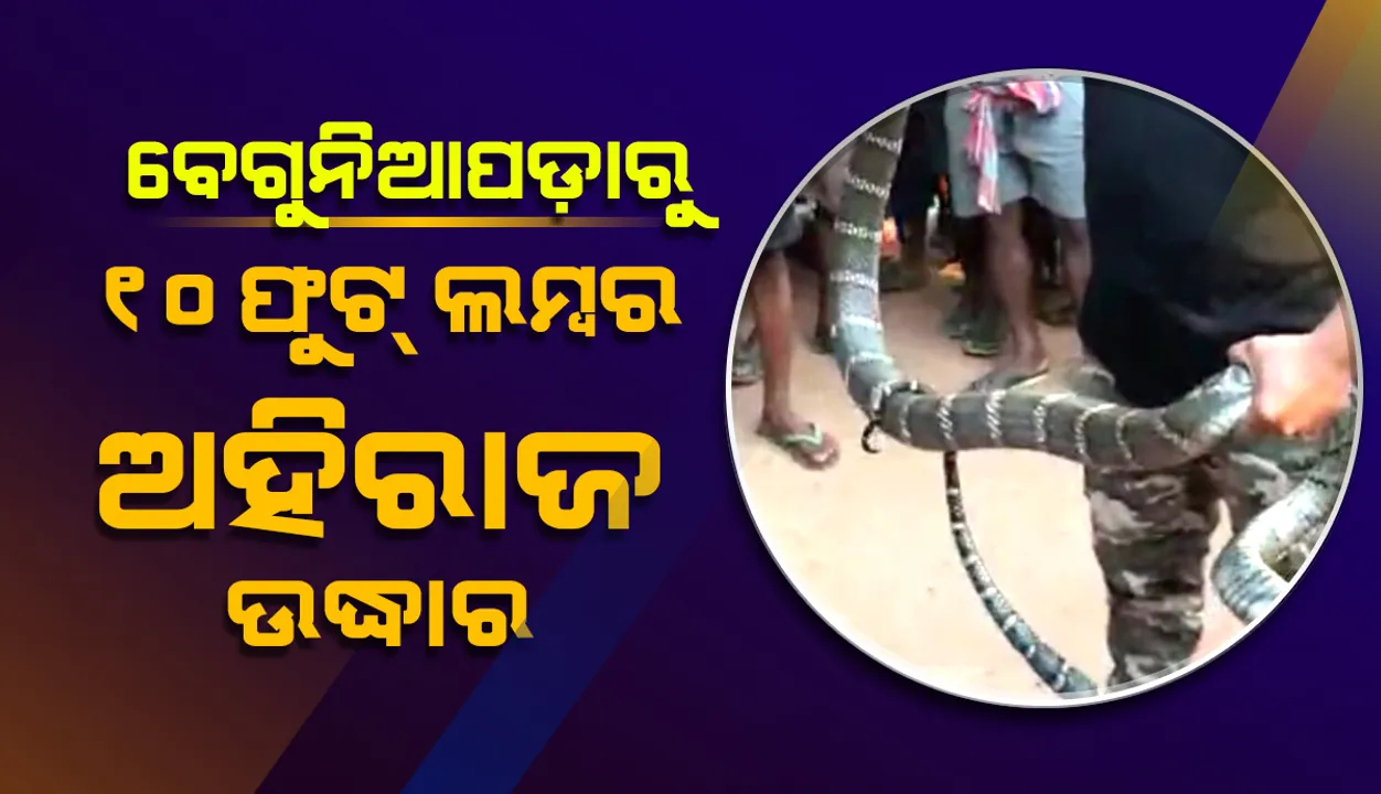  ବେଗୁନିଆପଡ଼ାରୁ ୧୦ ଫୁଟ୍‌ ଲମ୍ବର ଅହିରାଜ ଉଦ୍ଧାର