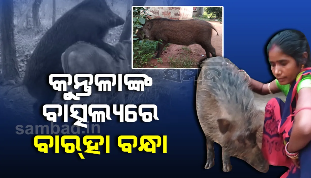  ପଶୁ-ମଣିଷ ପ୍ରେମ: କୁନ୍ତଳାଙ୍କ ବାତ୍ସଲ୍ୟରେ ବାର୍‌ହା ବନ୍ଧା