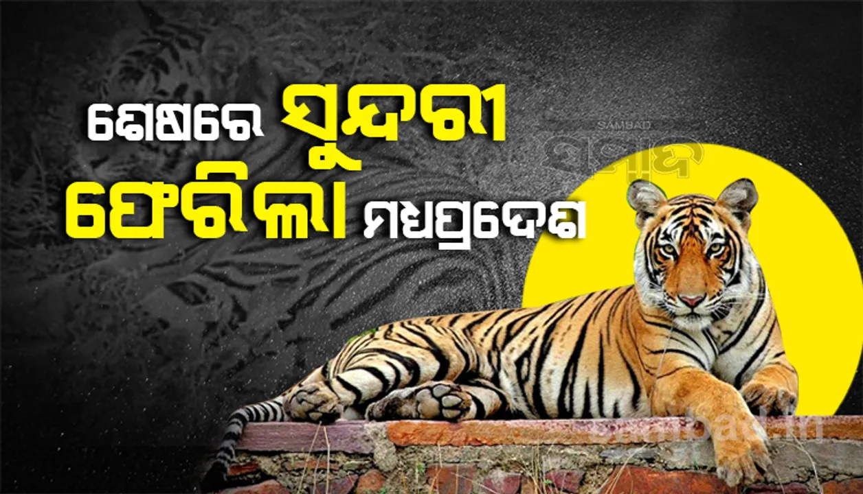  ଯନ୍ତାରେ ପଶିଲାନି ବାଘୁଣୀ ‘ସୁନ୍ଦରୀ’, କରାଗଲା ଟ୍ରାଙ୍କୁଲାଇଜ୍‌