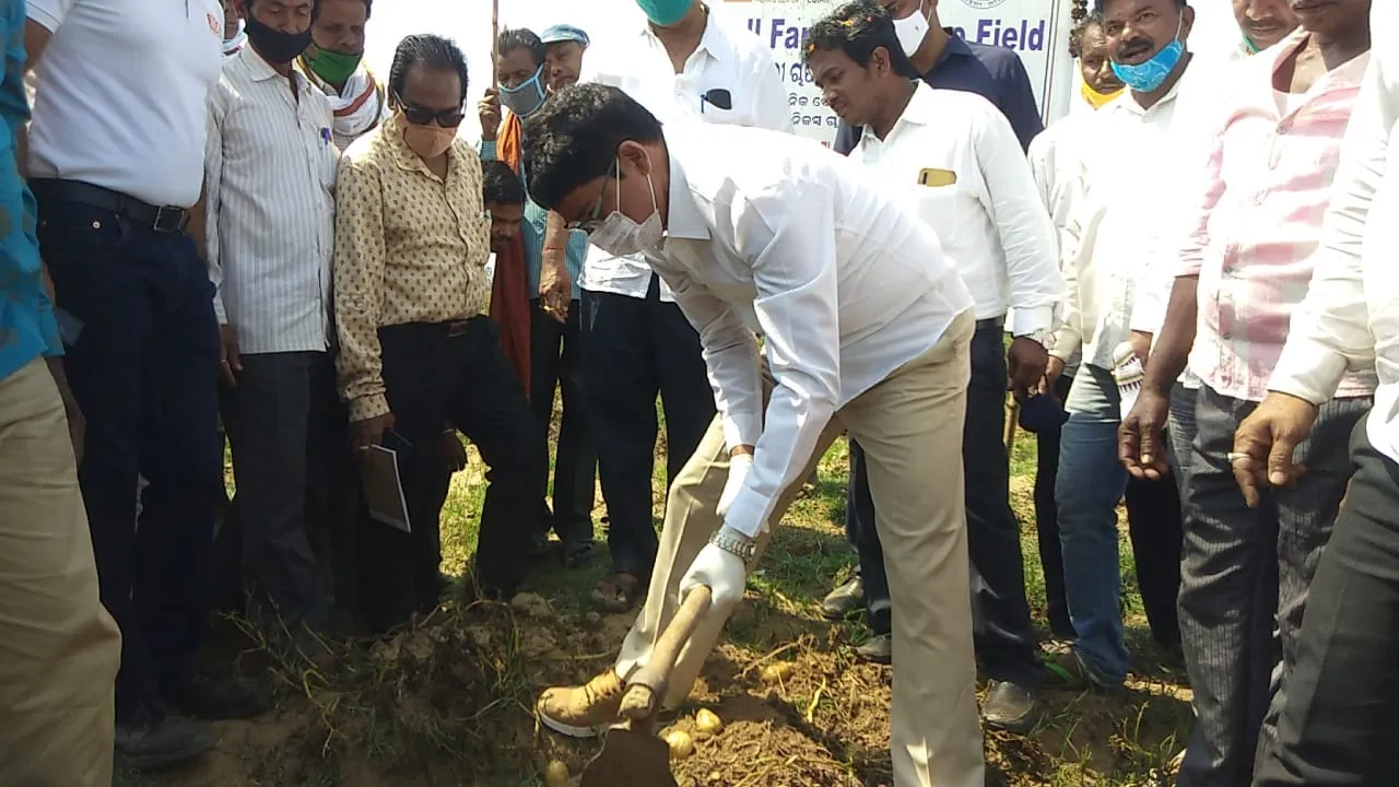  କ୍ଷେତରେ ଆଳୁ ଖୋଳି ଉତ୍ପାଦନର ମାନ ପରଖିଲେ କୃଷିମନ୍ତ୍ରୀ