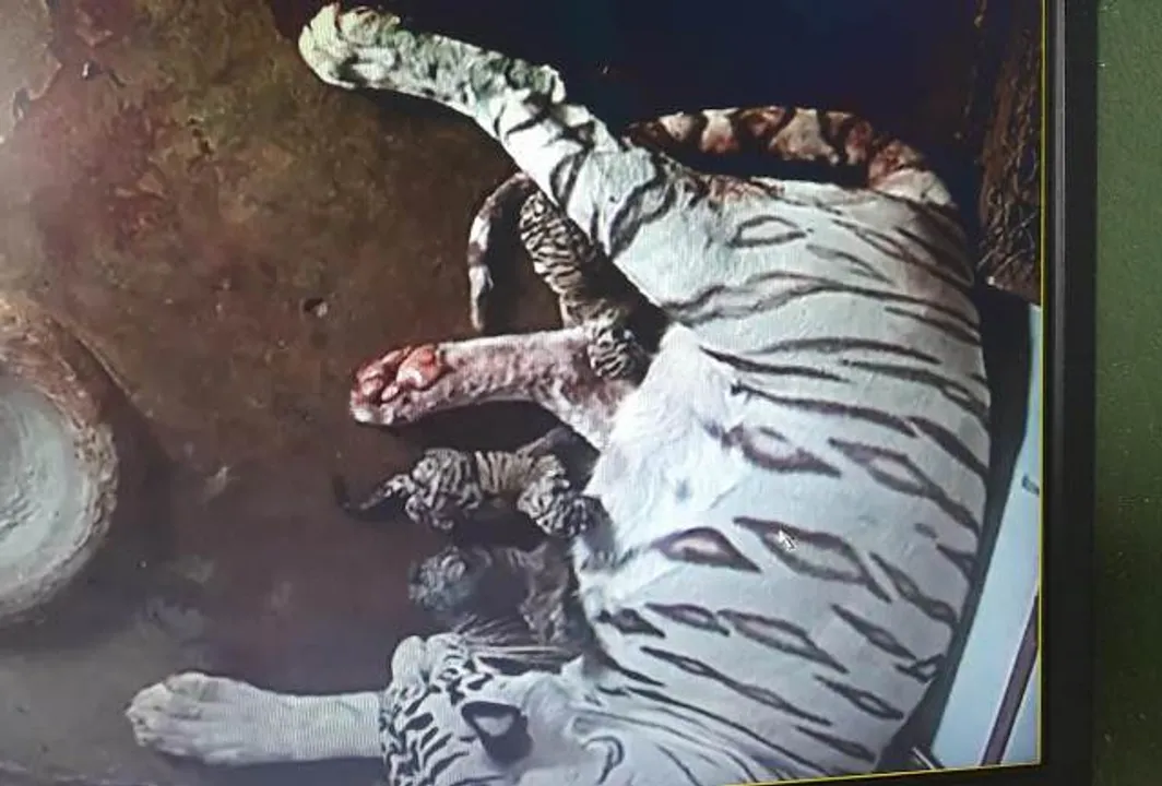  ୩ ଶାବକ ଜନ୍ମ ଦେଲା ବାଘୁଣୀ ବିଜୟା