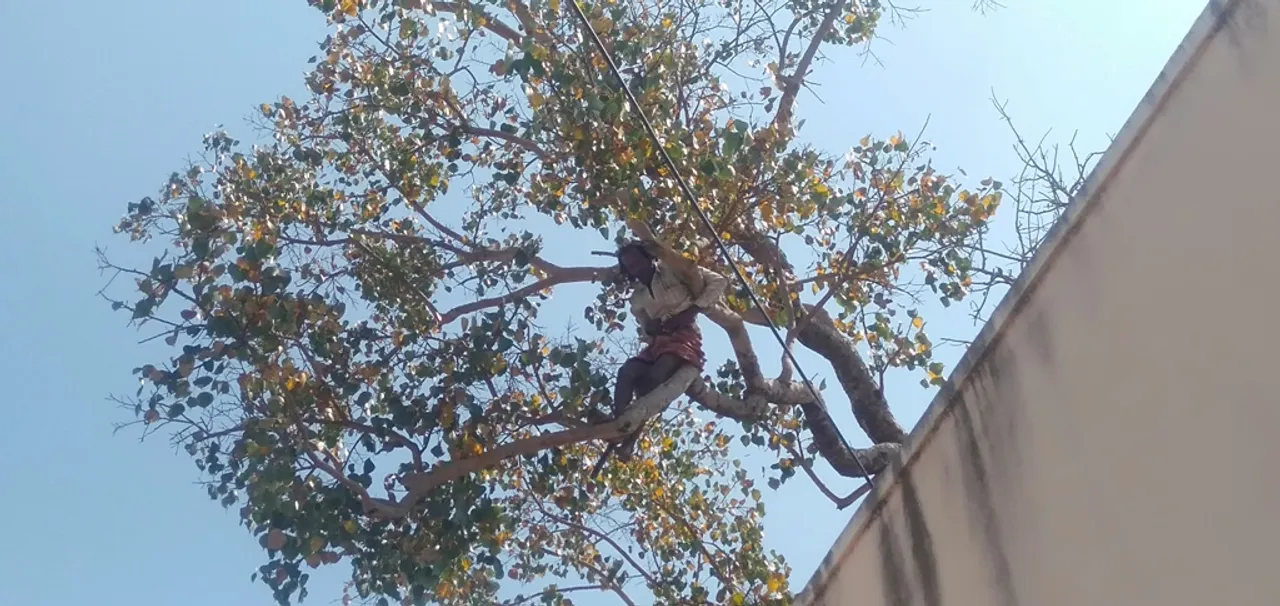  ଆତ୍ମହତ୍ୟା ଧମକ ଦେଇ ଗଛରେ ଚଢ଼ିଲା ମଦ୍ୟପ, ଦୁଇଘଣ୍ଟା ନାକେଦମ ହେଲେ ଦମକଳ ବାହିନୀ ଓ ପୁଲିସ